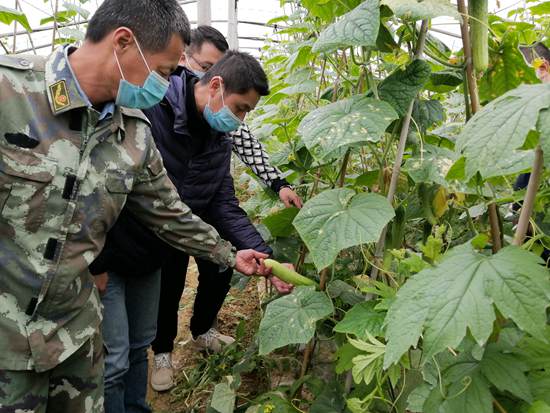 蔬菜驰援疫情日供100吨,湖北荆门50吨蔬菜驰援上海