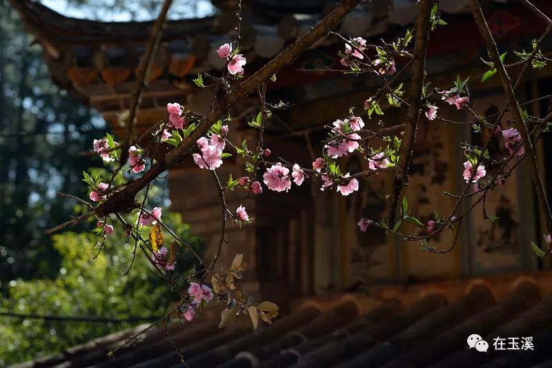 秀山公园恢复接待游客疫情期间门票半价
