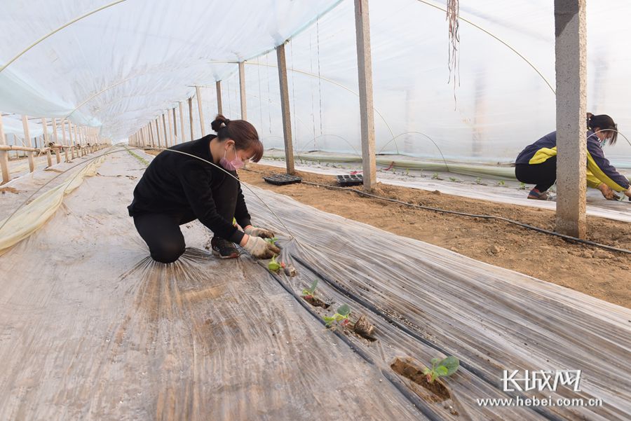 雨雪天气蔬菜恢复措施,农业防御低温冰冻灾害