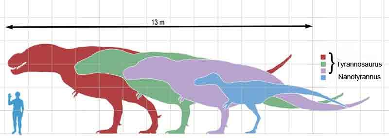 恐龙大战霸王龙vs矮暴龙,霸王龙遇到暴虐霸王龙