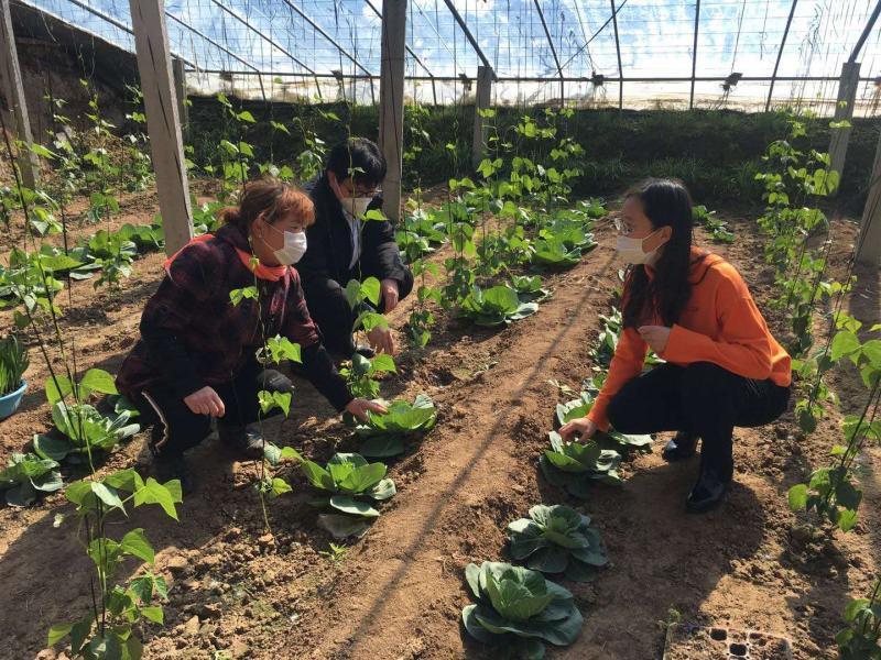 潍坊临朐：科技“小分队”服务到地头农户“恣”心头