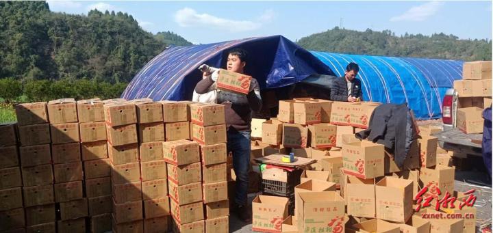 广西全州柑橘销售,石门县柑橘产销量