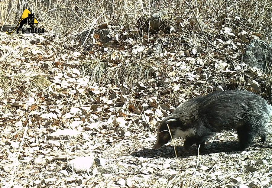 盘点被吃灭绝的动物,被吃最惨的外来物种