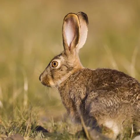 盘点被吃灭绝的动物,被吃最惨的外来物种