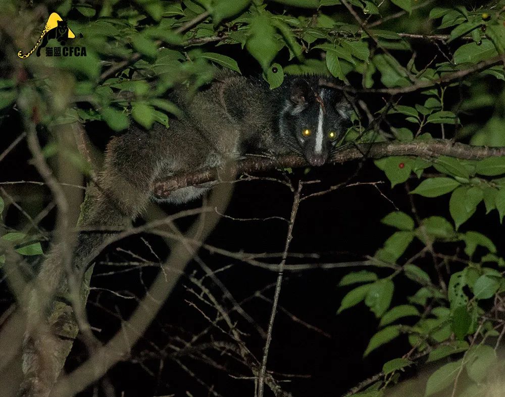 盘点被吃灭绝的动物,被吃最惨的外来物种