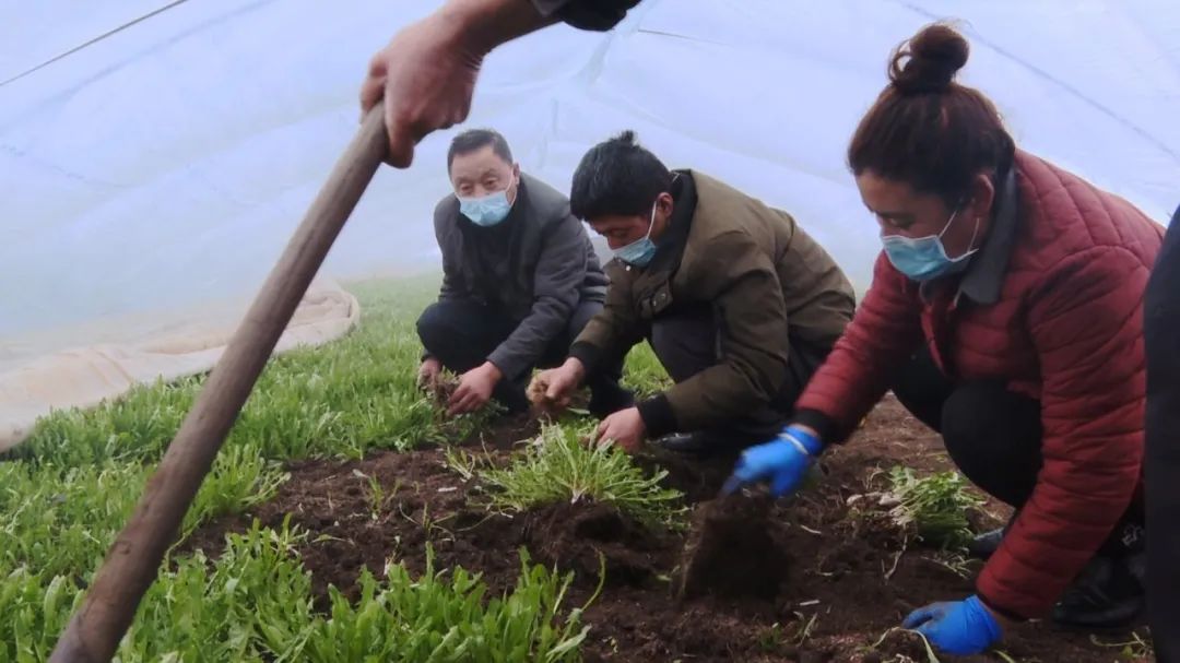 疫情无情人有情社区行动暖人心,疫情无情人有情社区送白菜