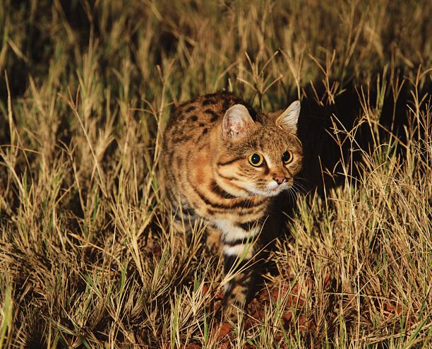 快看，这些荒野之猫