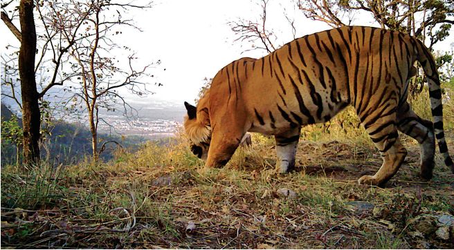 快看，这些荒野之猫