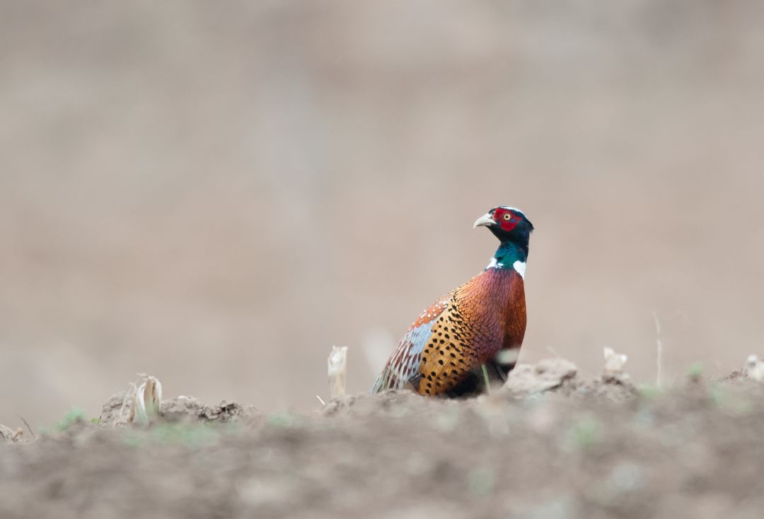 养殖户的权益谁来保障,养殖户法律保护