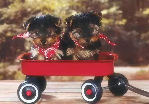 解决晕车的七个有效的小方法资讯,晕车小妙招100例