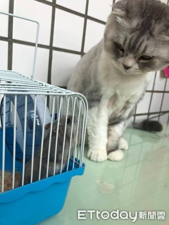 小鼠缩成一团睡觉,小鼠交叠入睡