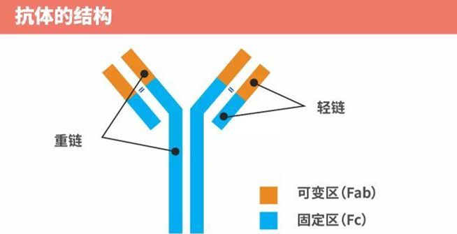 闻玉梅院士最新讲座视频,闻玉梅谈接种