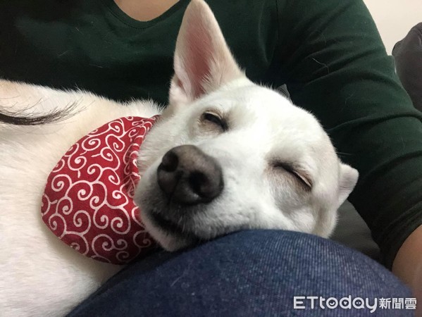 偷吃贵妃香嫩鸡爪,偷吃鸡下跪求饶视频