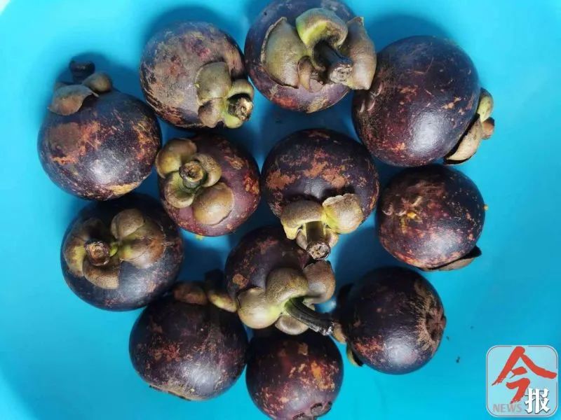 坑坑坑！柳州女子网购山竹，拿到手竟有一半是冰，快看你买过吗？