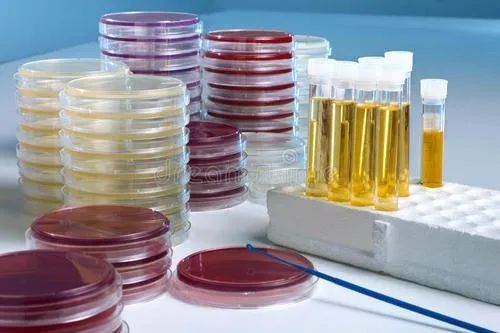 尿液细菌培养送检最佳的标本,尿细菌培养留取尿标本的方法