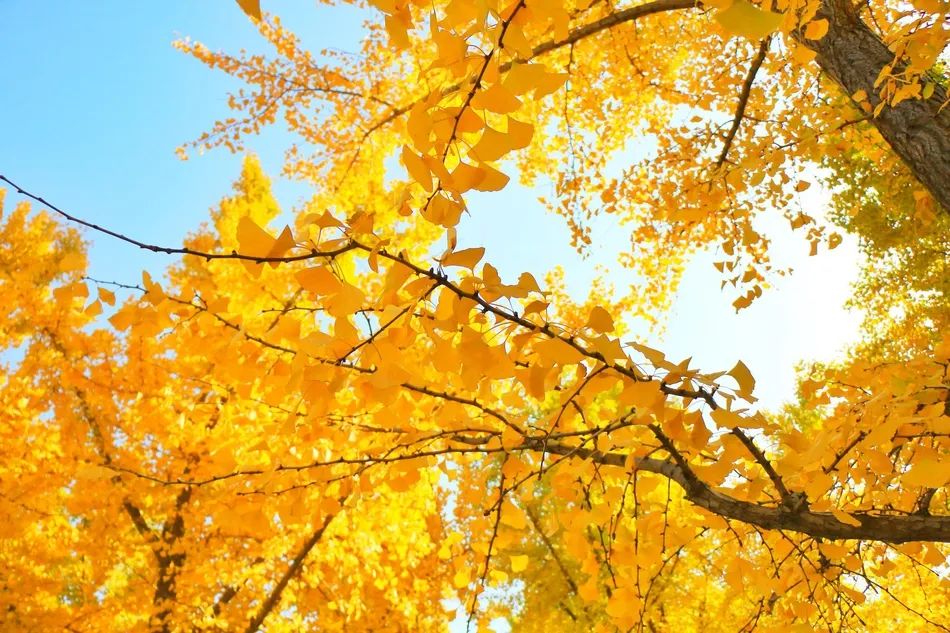 等疫情结束了欢迎你来喀什,等疫情过后欢迎您的到来