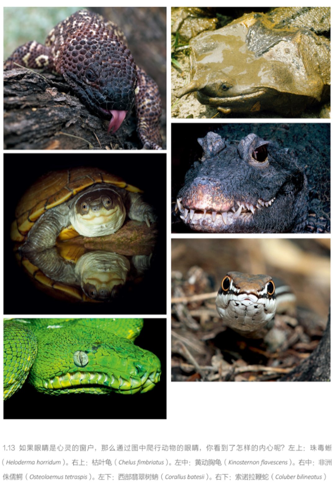 爬行动物和两栖动物有什么不同,探秘两栖动物和爬行动物的渊源