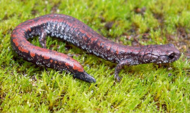 爬行动物和两栖动物有什么不同,探秘两栖动物和爬行动物的渊源