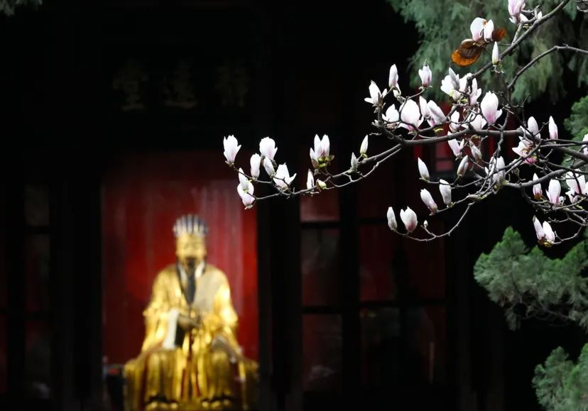 成都免费景区怎么预约,现在成都有哪些景区免费