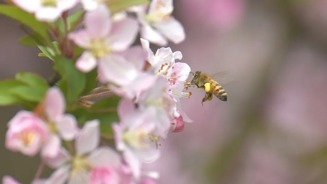 成都免费景区怎么预约,现在成都有哪些景区免费