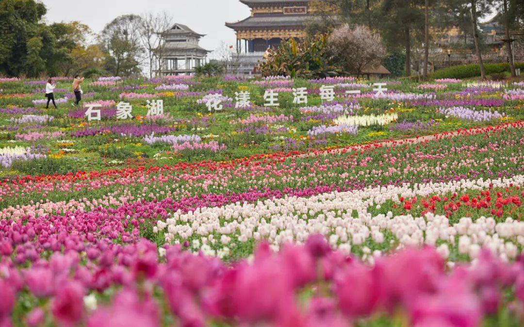 成都免费景区怎么预约,现在成都有哪些景区免费