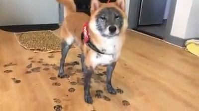 柴玩疯“踩黑靴、黑面膜”回家　饲主崩溃：我养浣熊还是狐狸