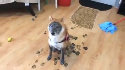 柴玩疯“踩黑靴、黑面膜”回家　饲主崩溃：我养浣熊还是狐狸