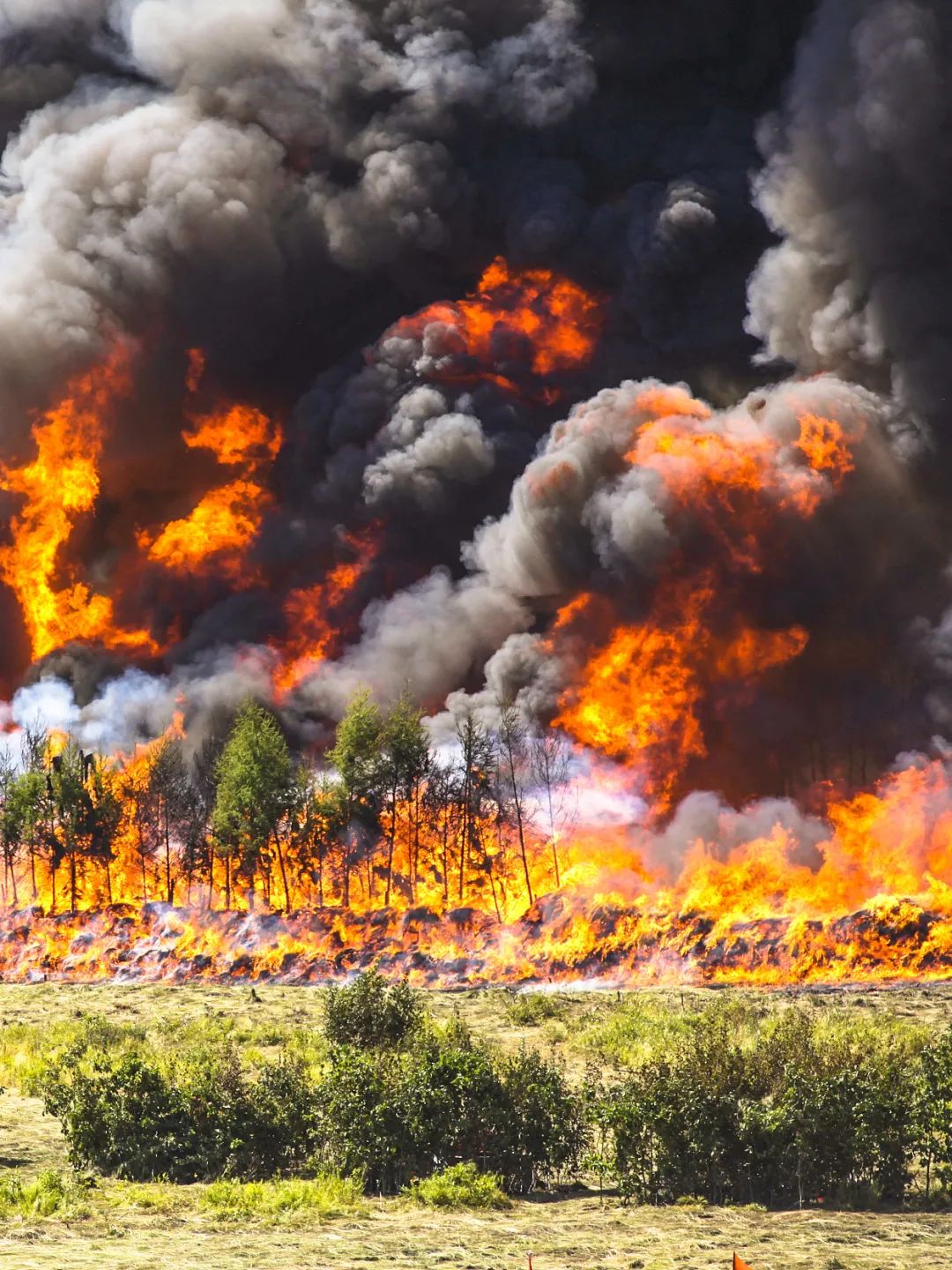 全球变暖种树有用吗,种树可以阻止全球变暖吗