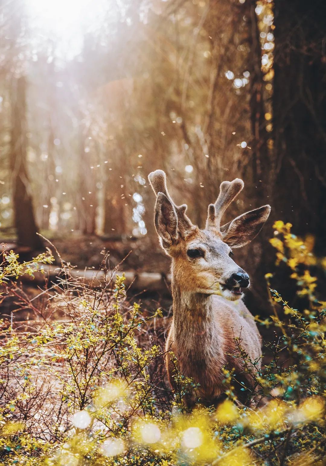 全球变暖种树有用吗,种树可以阻止全球变暖吗