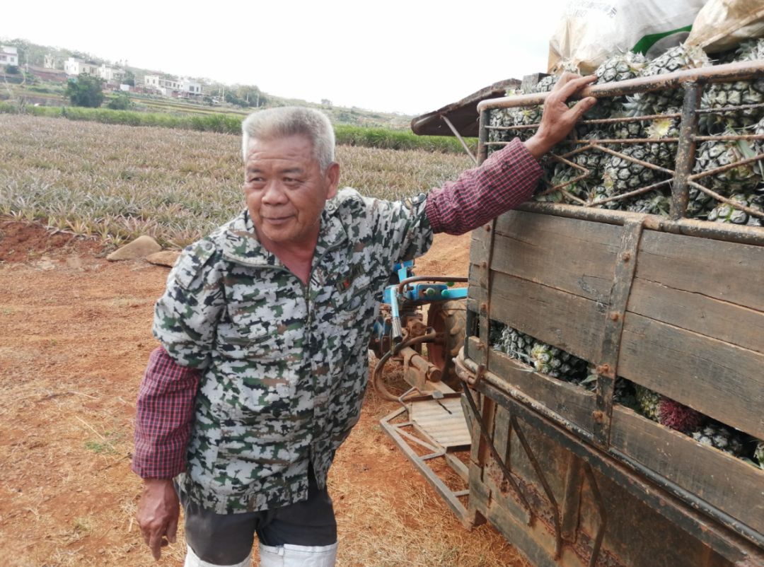 战疫助农在行动努力卖枇杷,战疫助农安徽省贫困县优质农产品