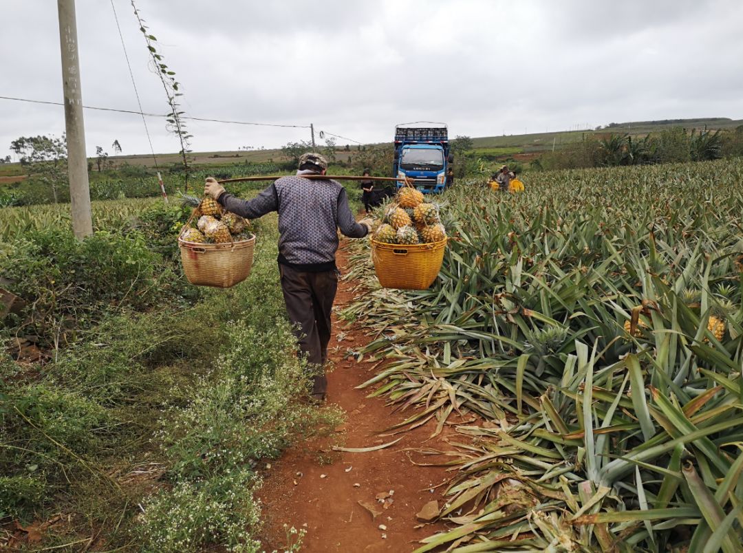 战疫助农在行动努力卖枇杷,战疫助农安徽省贫困县优质农产品