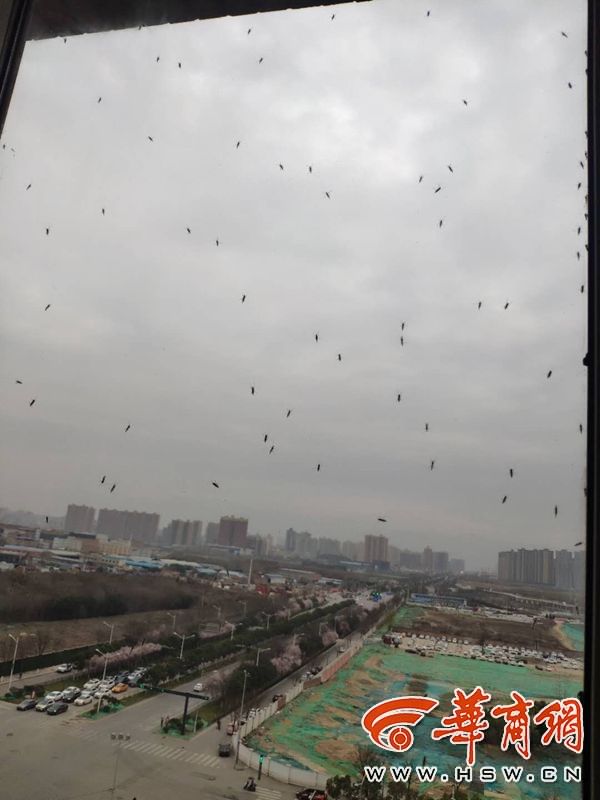 小区里蚊虫怎么消灭,小区消杀蚊虫为什么蚊子还那么多