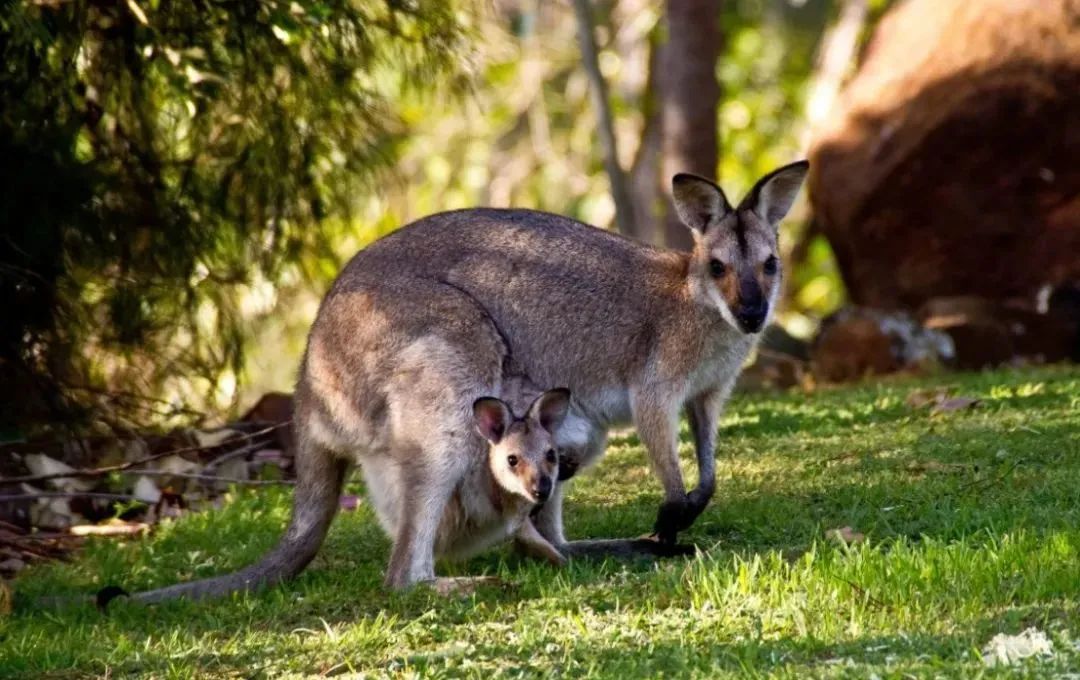 回南天霉菌感染,回南天霉菌怎么消