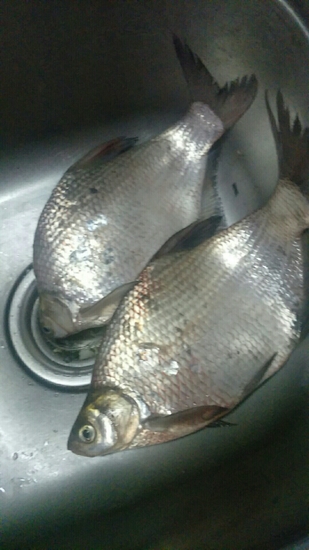 鲫鱼窝料最实用的一款,鲫鱼窝料自制配方全套卖