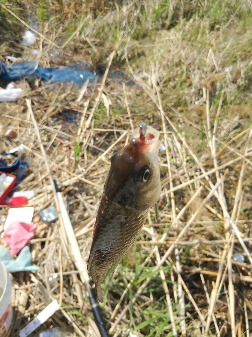 阳春三月秋高气爽,阳春三月太阳暖洋洋的