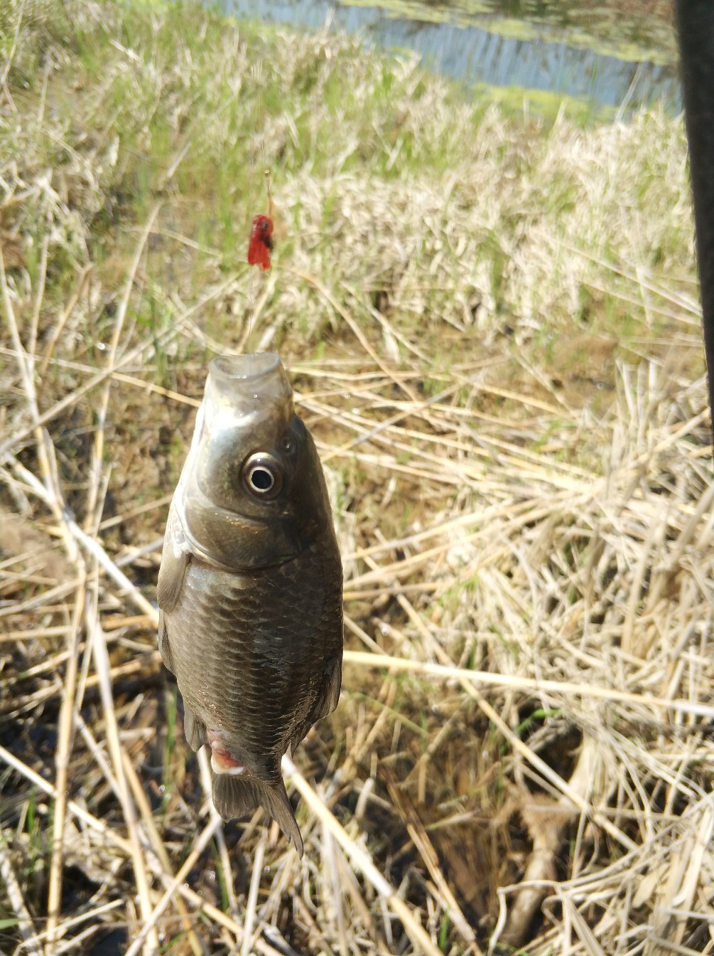 阳春三月秋高气爽,阳春三月太阳暖洋洋的