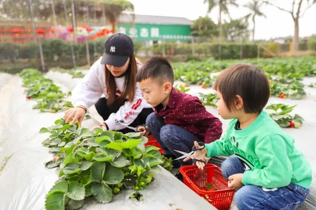 佛山黄岐文体中心最新进展,佛山最新景区活动