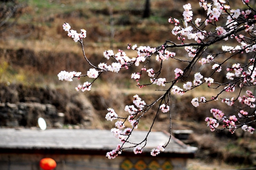 滨州女子诗苑2020年3月同题，柳梢青