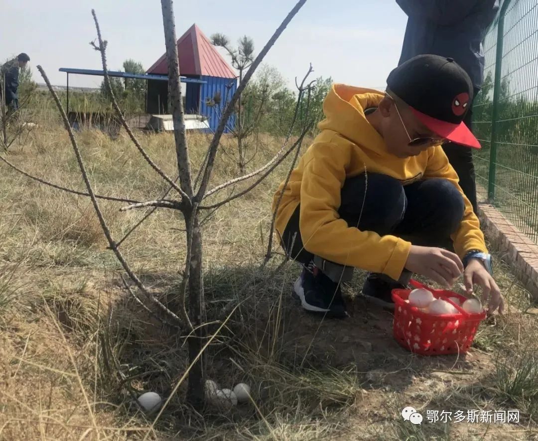 鄂尔多斯这个村放大招，公鸡也能认养了！｜推农品促增收