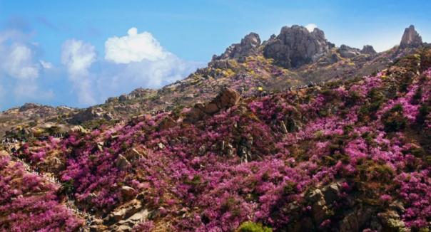 青岛人关注！这一大批景区景点即将陆续开放……