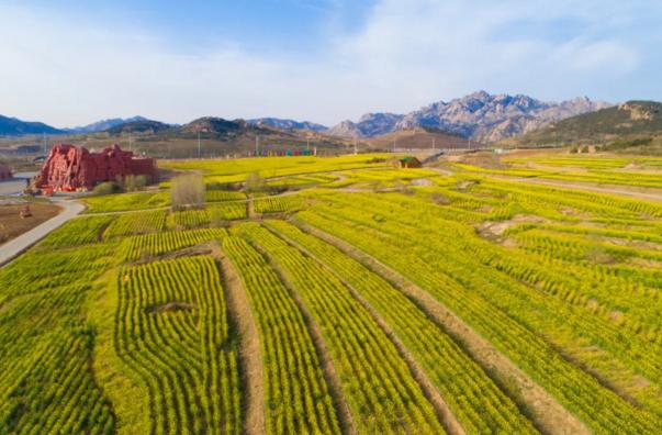 青岛人关注！这一大批景区景点即将陆续开放……