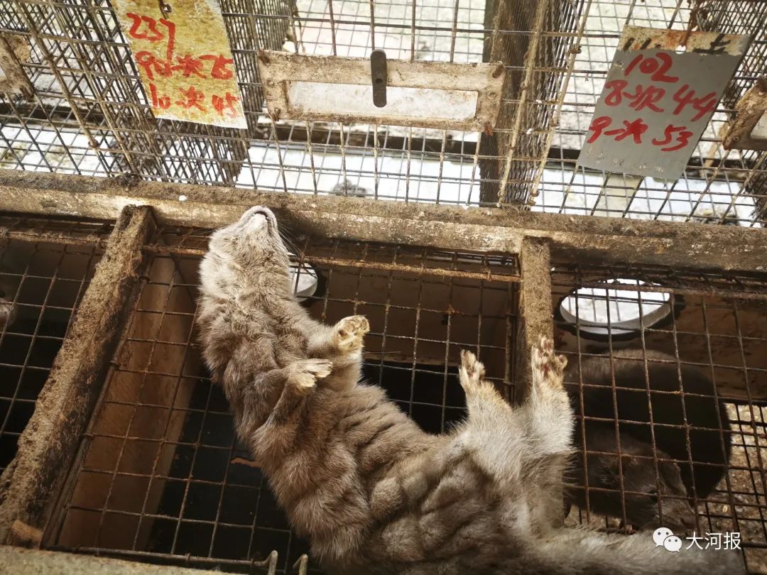 近千只水貂一夜死亡！河南养殖户欲哭无泪！鸭架是“元凶”？