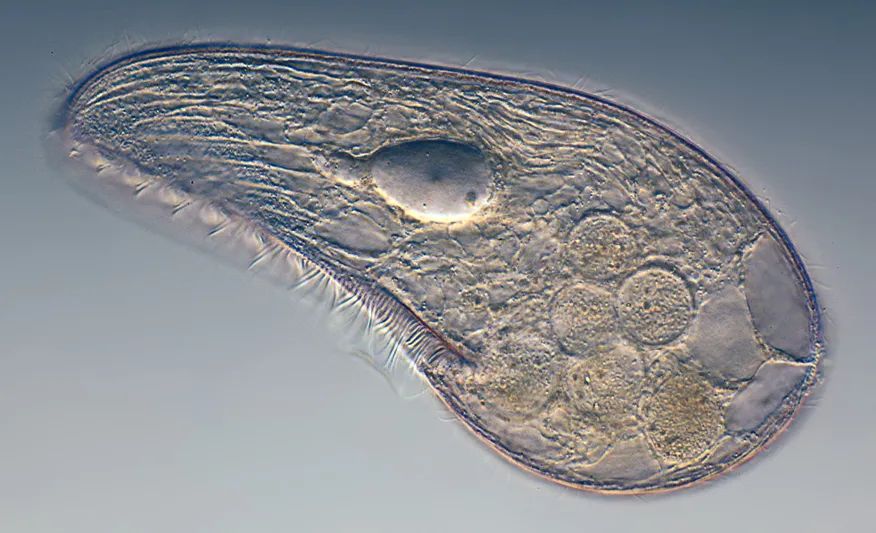 高中生物植物激素知识点总结归纳,高中生物选修三知识点总结归纳