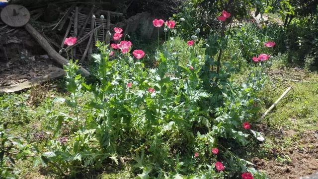 有毒的食物不能乱吃,有毒的食物别再吃
