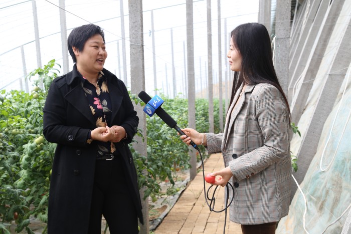 沾化：暖式大棚变直播间女乡长为有机果蔬代言
