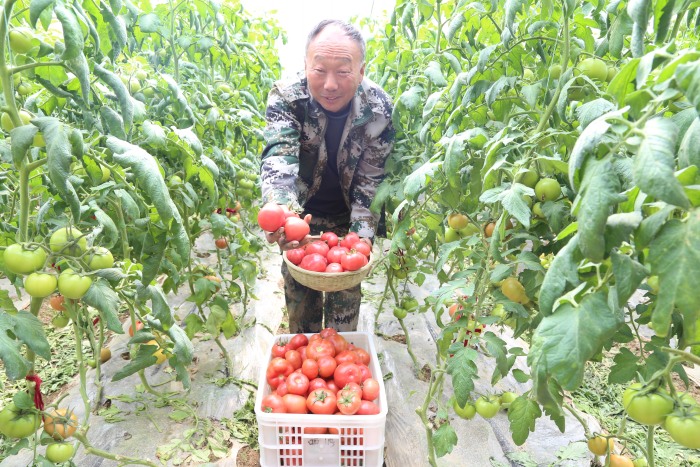沾化：暖式大棚变直播间女乡长为有机果蔬代言