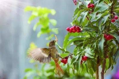 早起的鸟儿有虫吃英文写作,早起的鸟儿有虫吃英语作文