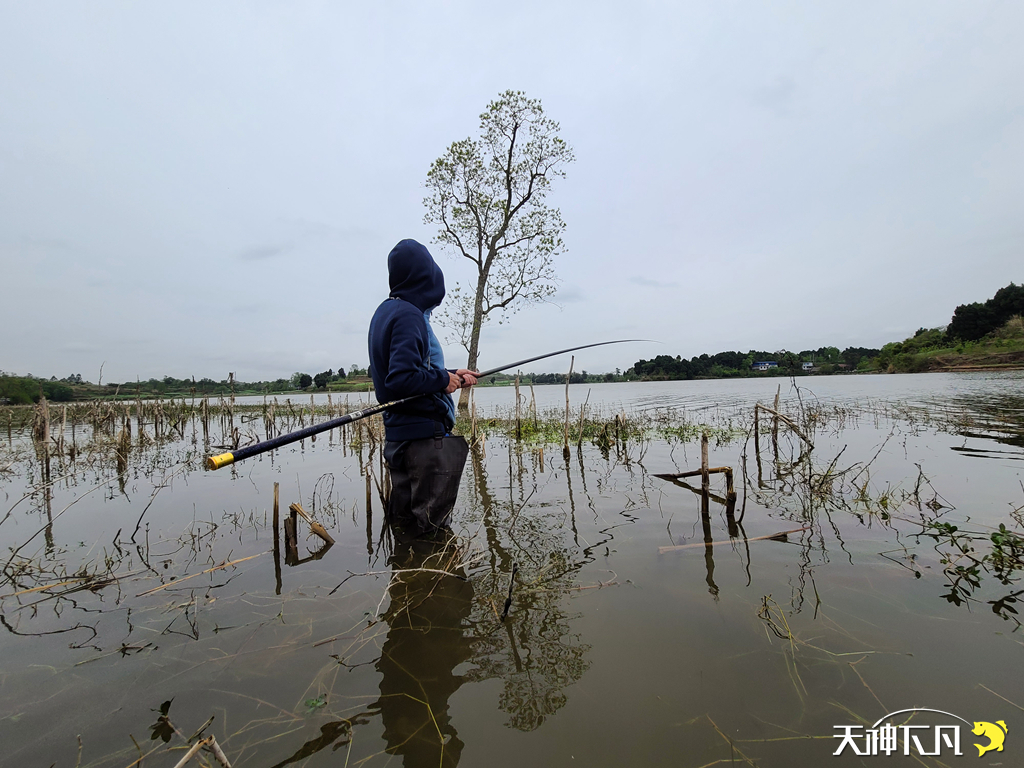 凤凰涅盘浴火重生对火的崇拜,凤凰涅盘浴火重生需要的是勇气