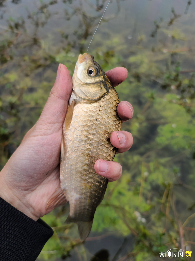 凤凰涅盘浴火重生对火的崇拜,凤凰涅盘浴火重生需要的是勇气