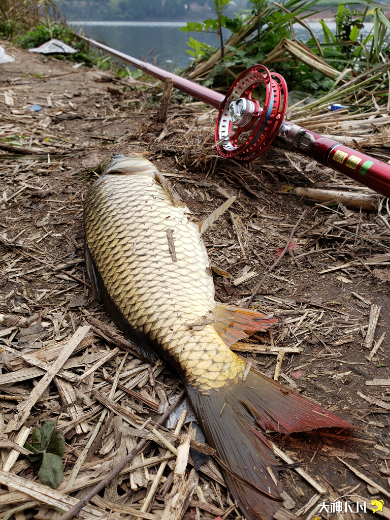 凤凰涅盘浴火重生对火的崇拜,凤凰涅盘浴火重生需要的是勇气
